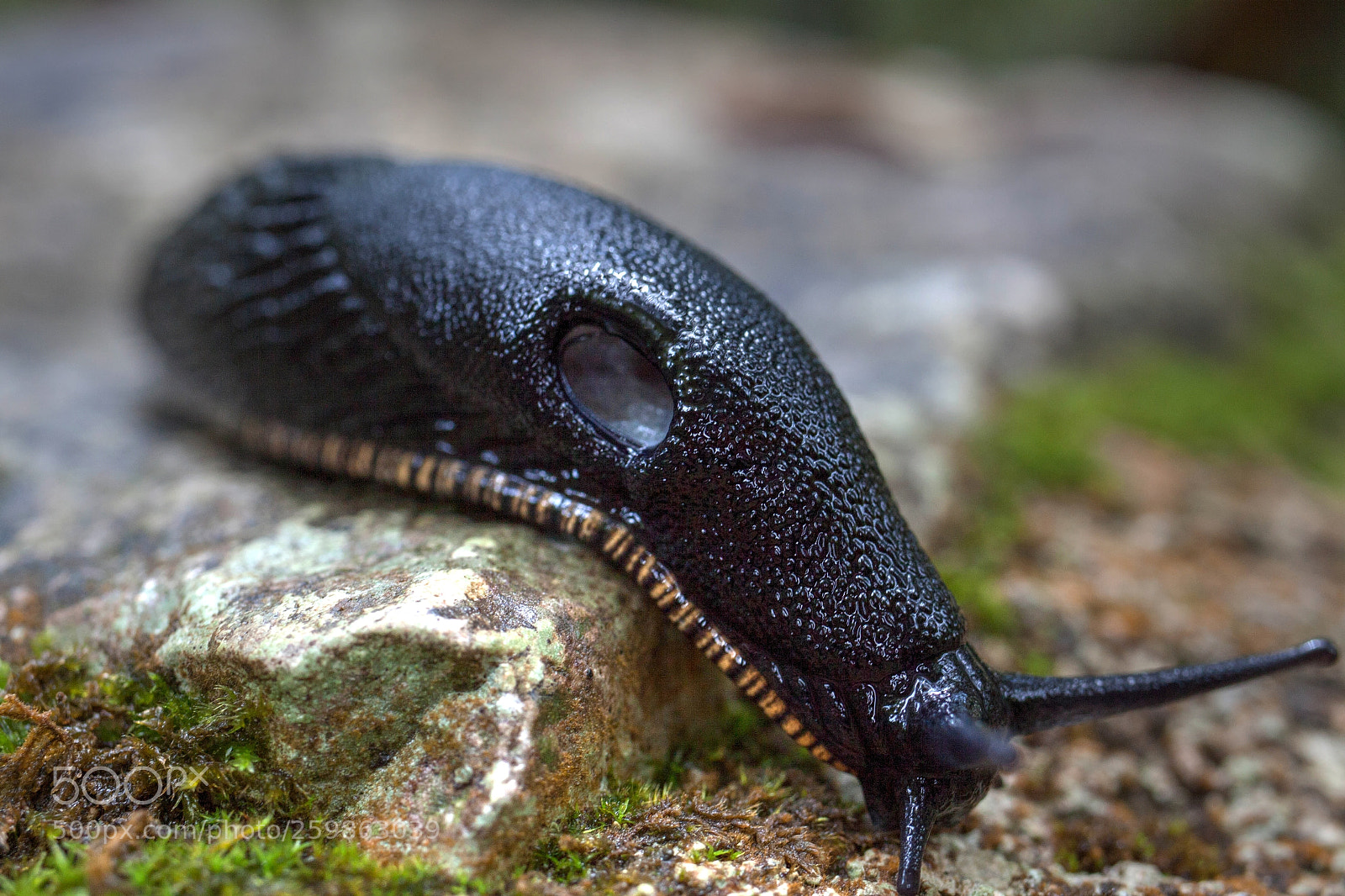 Canon EOS 50D sample photo. Slug photography