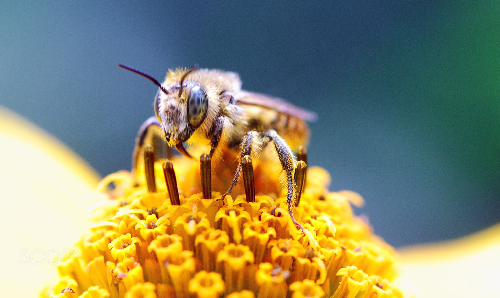 Nikon AF Micro-Nikkor 60mm F2.8D sample photo. *|* photography