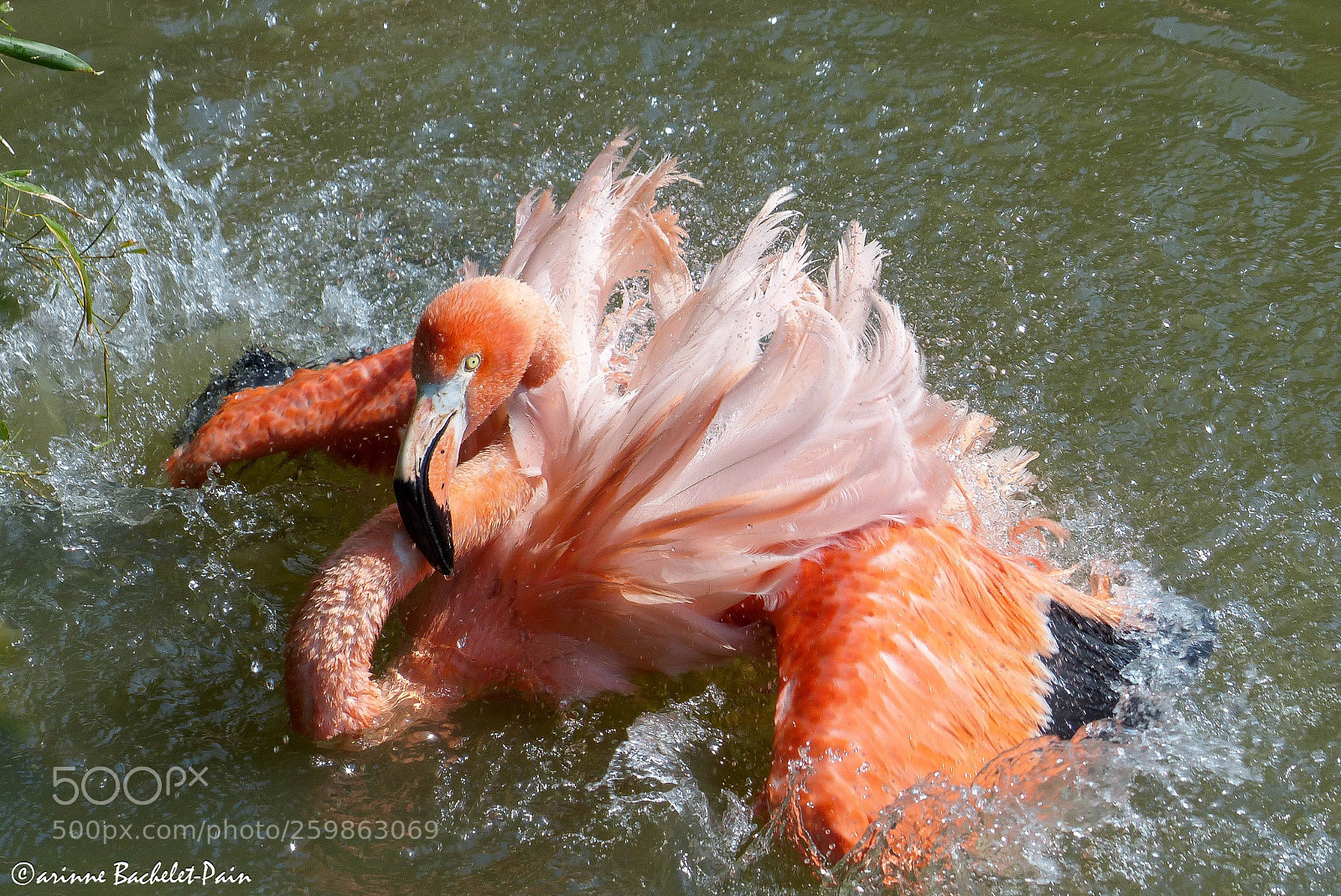 Panasonic Lumix DMC-FZ200 sample photo. Flamingo splash ! photography