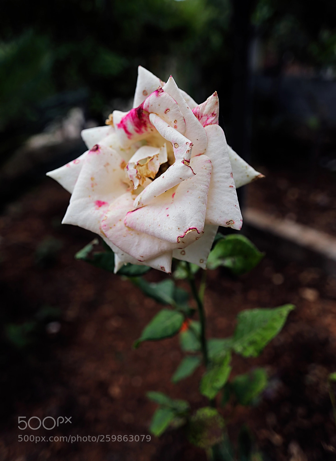 Canon EOS 6D sample photo. Memories .... photography