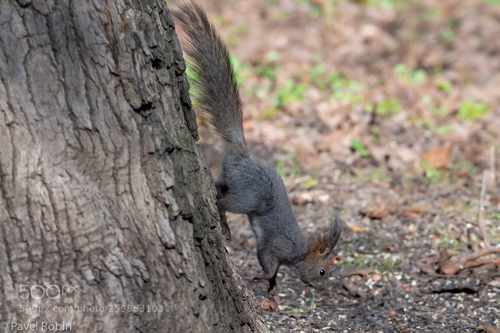 Nikon D5 sample photo. Squirrel photography