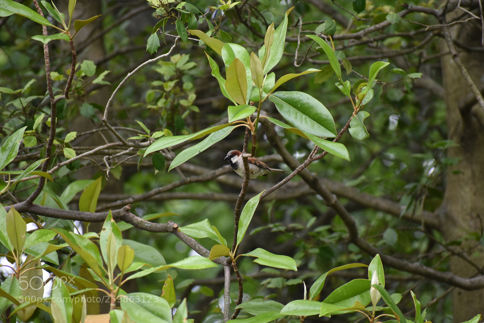 Nikon D3400 sample photo. Brownie photography