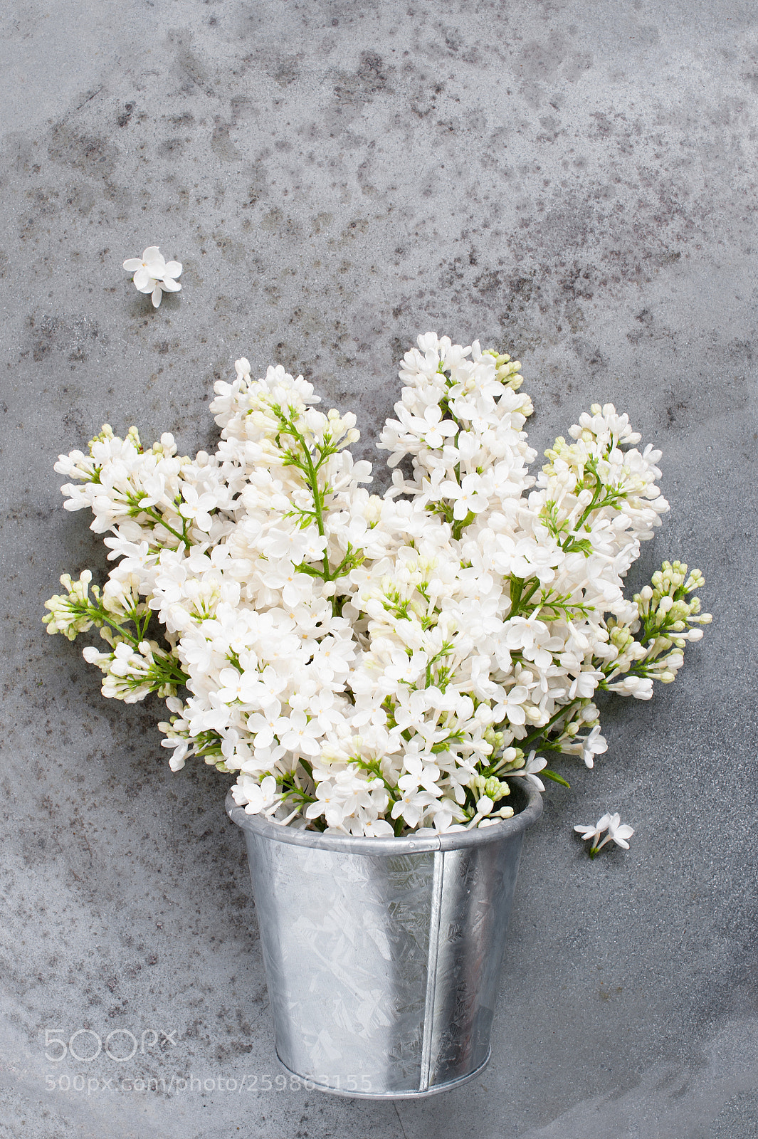 Nikon D700 sample photo. Bouquet of white lilac photography