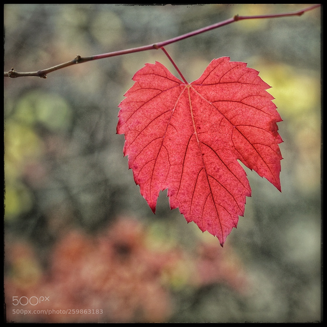 Nikon D500 sample photo. Rich colours of autumn photography