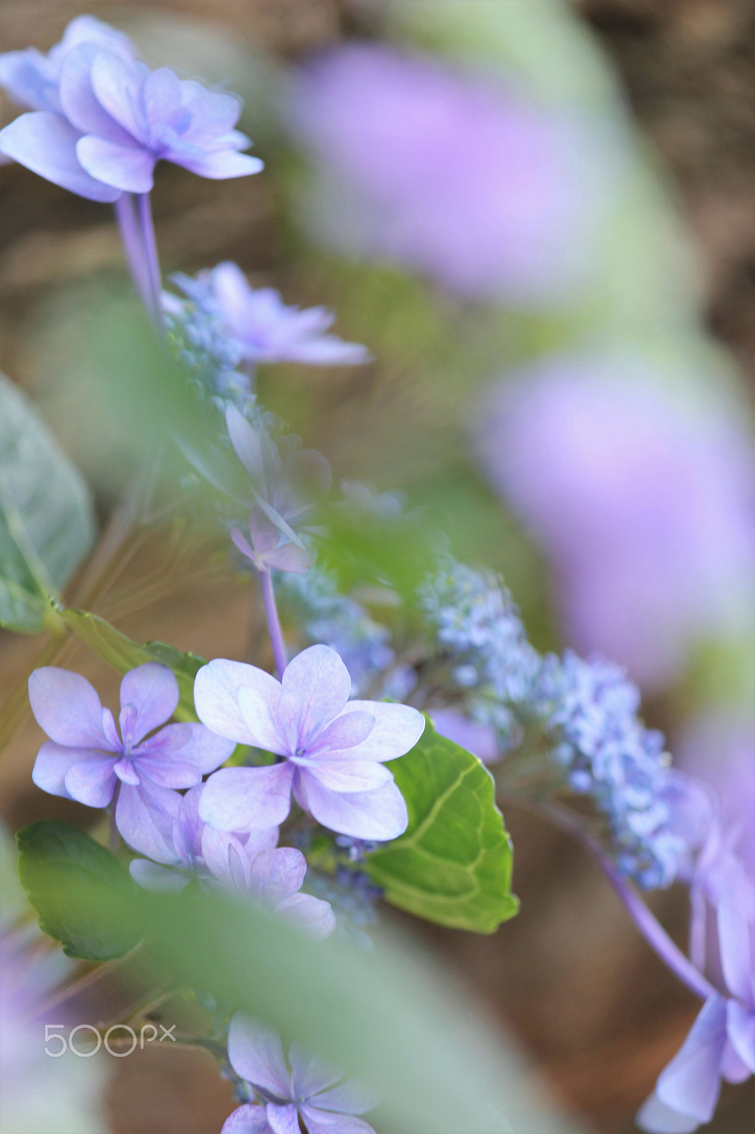 Canon EF-S 55-250mm F4-5.6 IS II sample photo. Color of the early summer photography