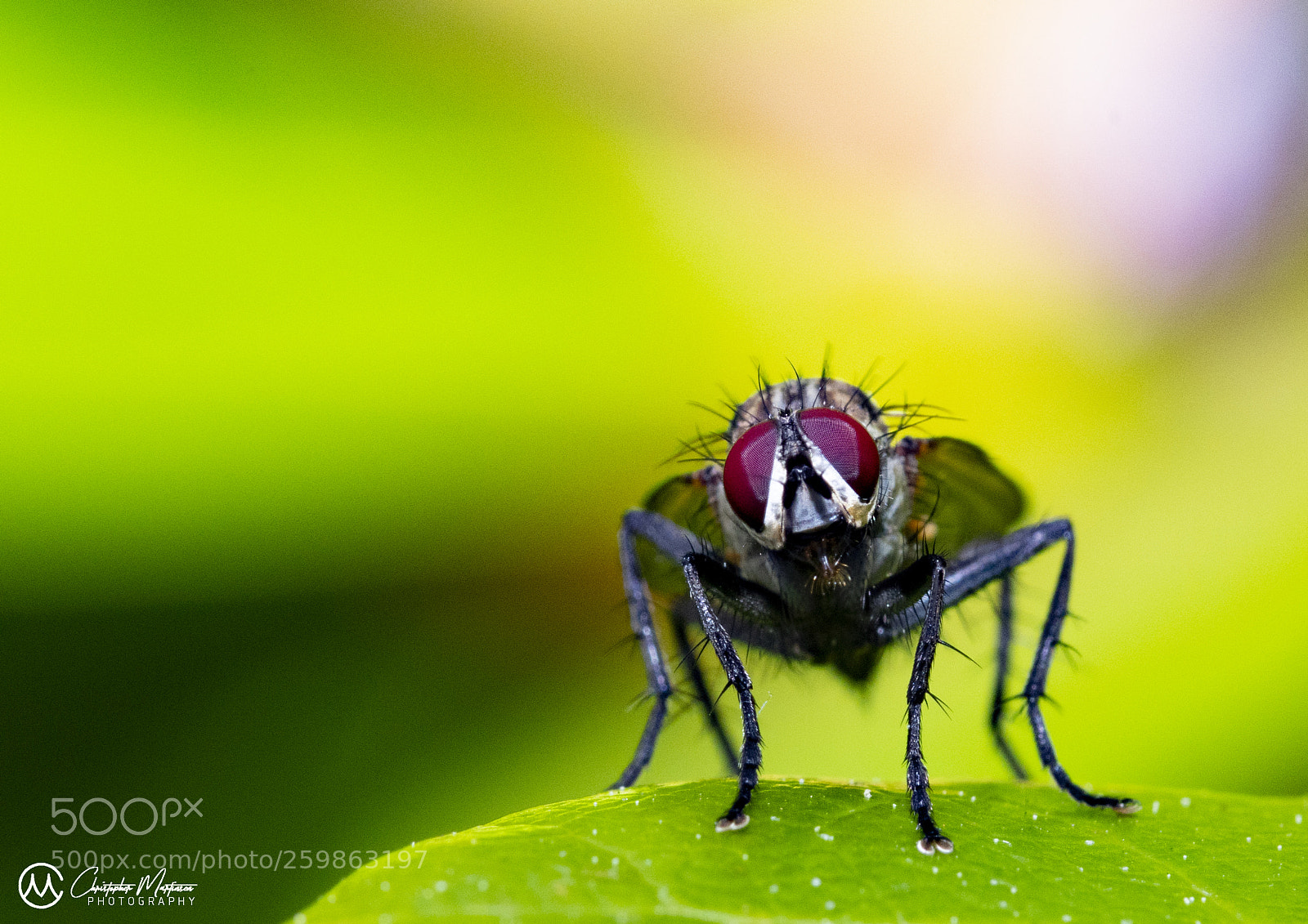 Nikon D850 sample photo. Fly photography