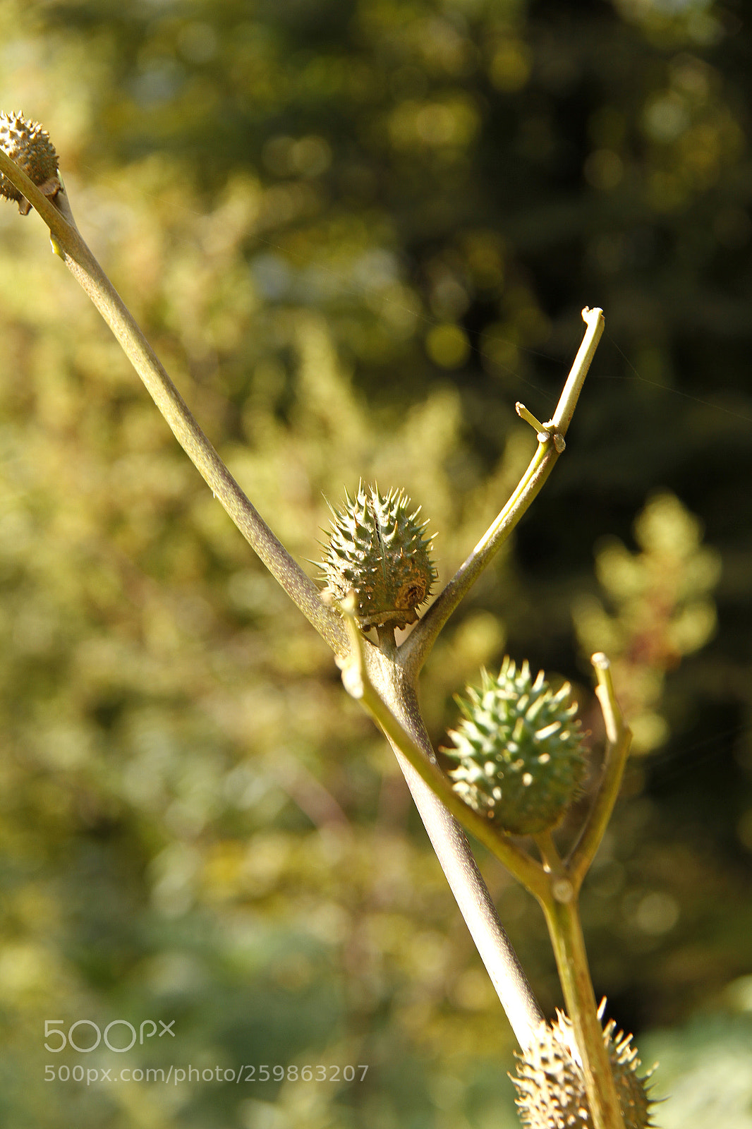 Canon EOS 7D sample photo. Untitled photography