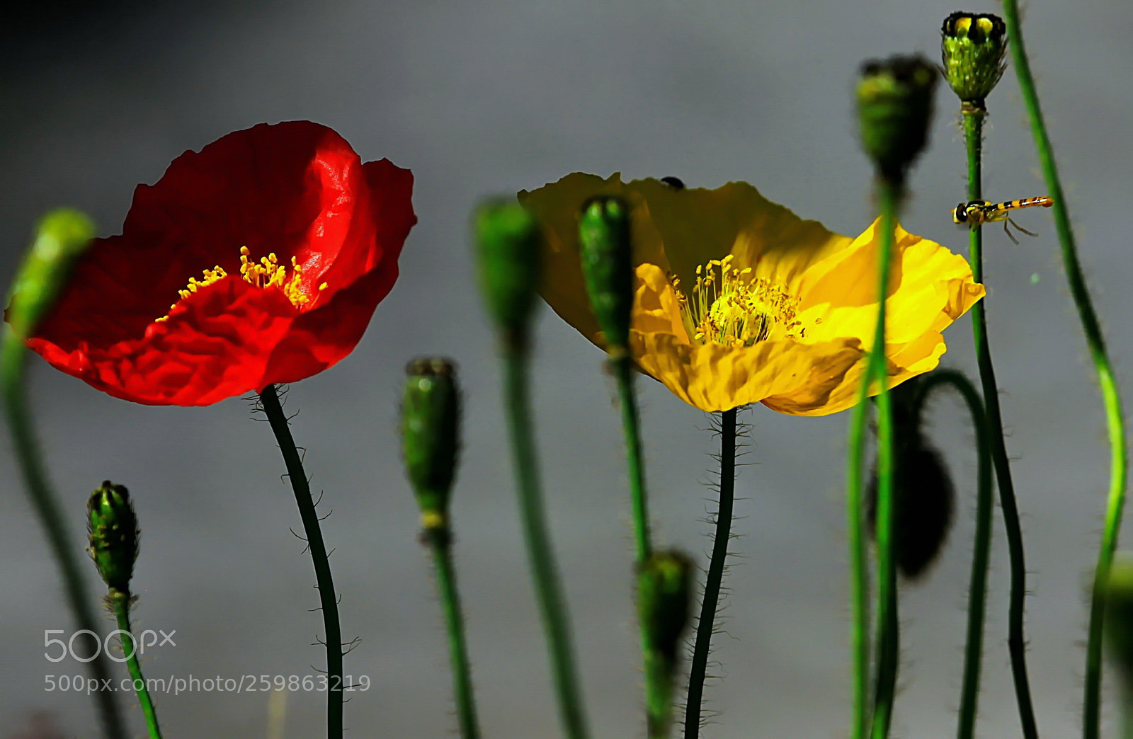 Canon EOS 50D sample photo. Mohnblumen mit wespe photography