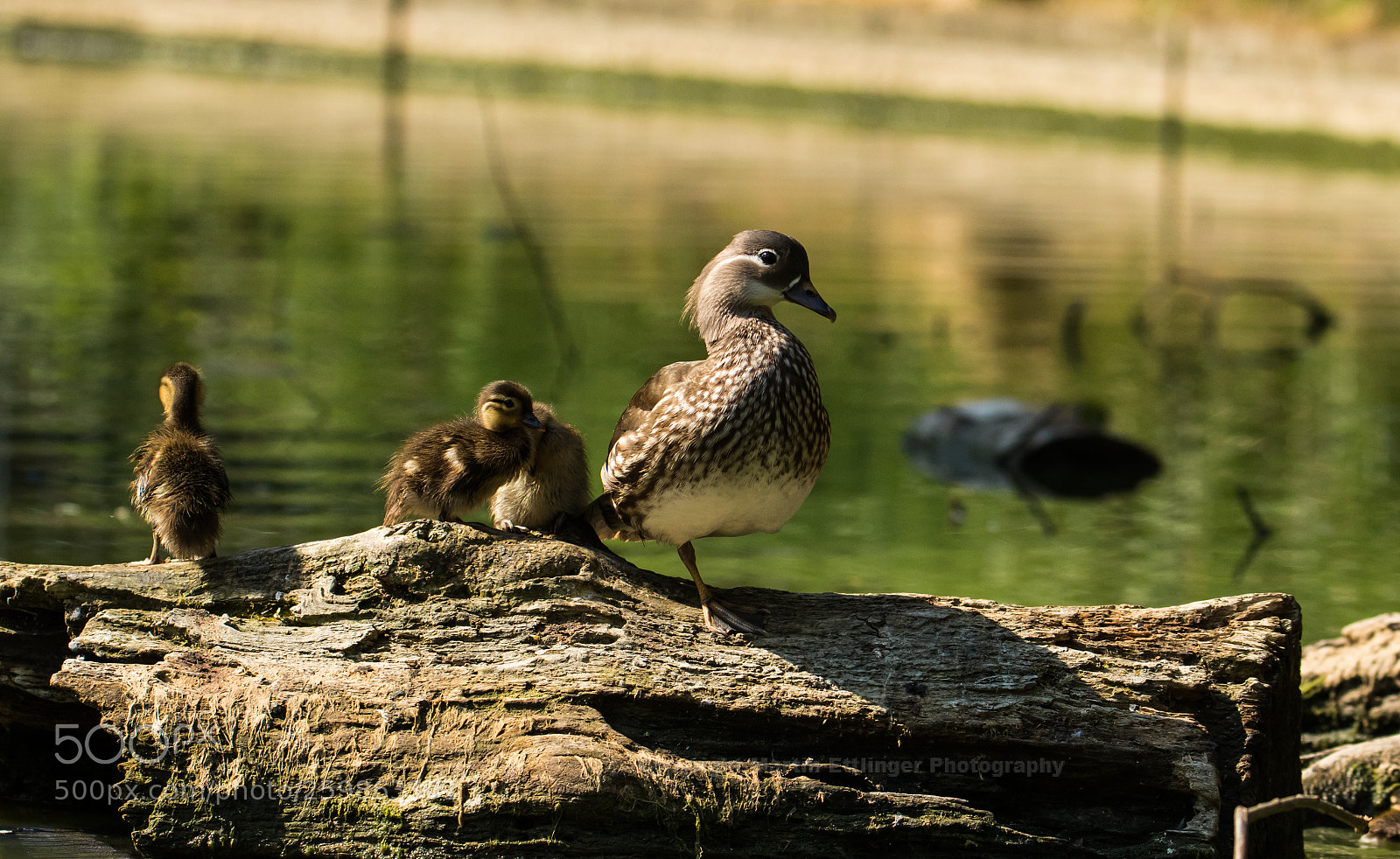 Canon EOS 7D Mark II sample photo. Mandarin ducks three chick photography