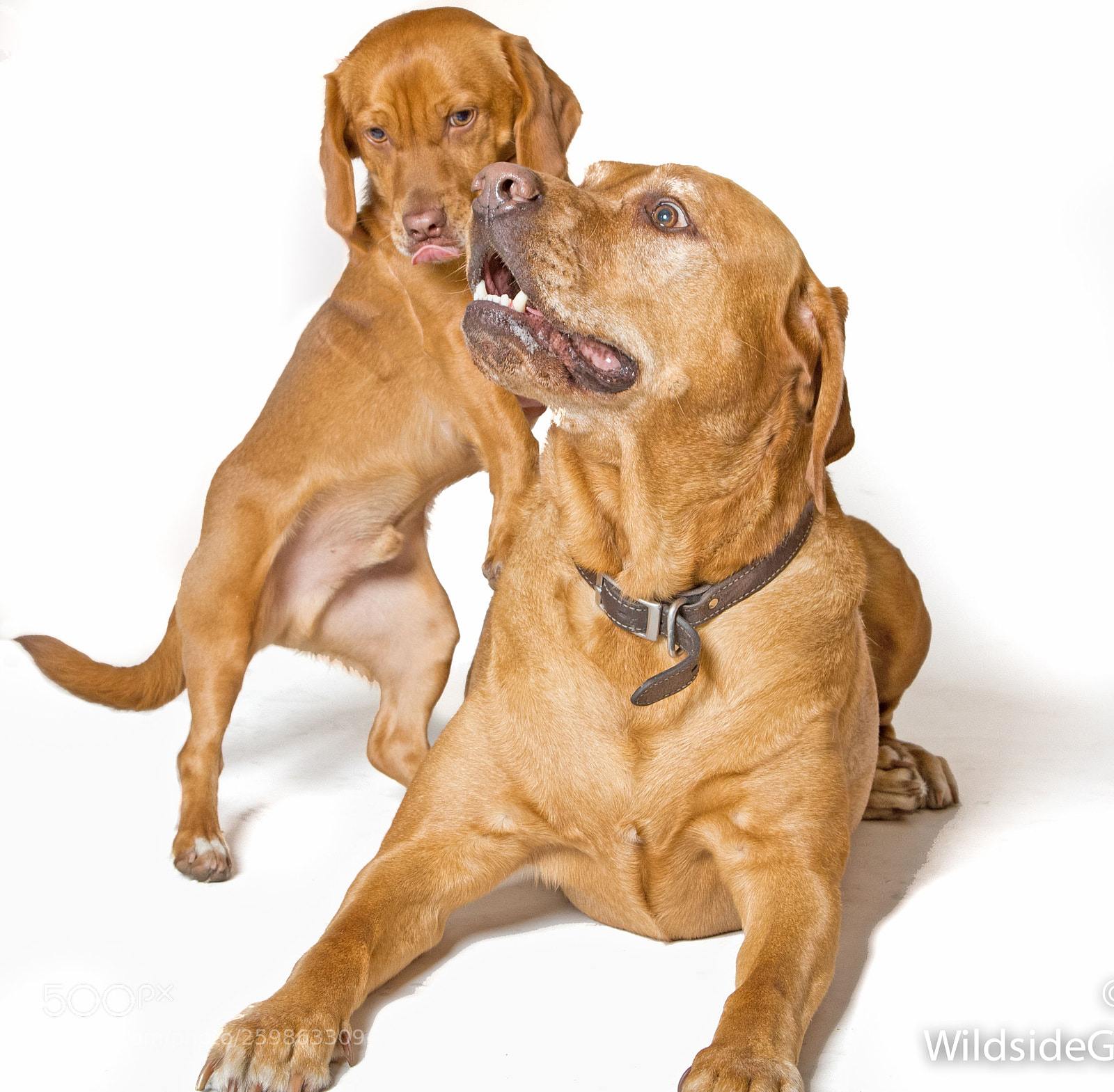 Canon EOS 7D Mark II sample photo. Twins photography
