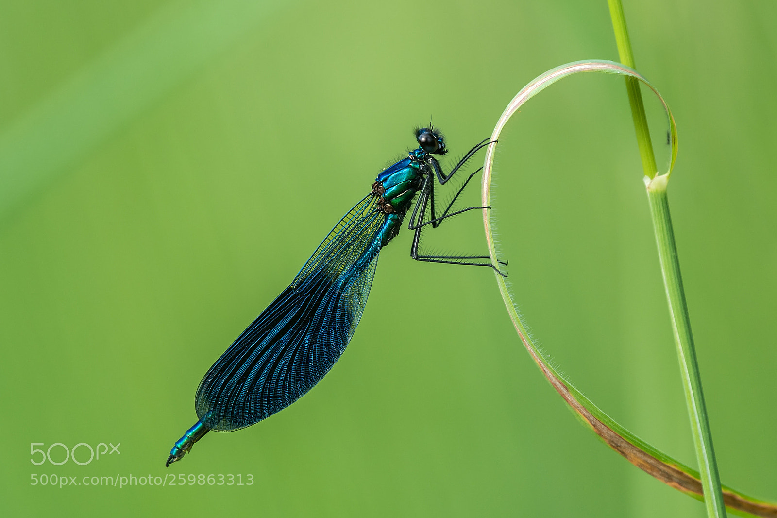 Nikon D500 sample photo. Calopteryx splendens photography