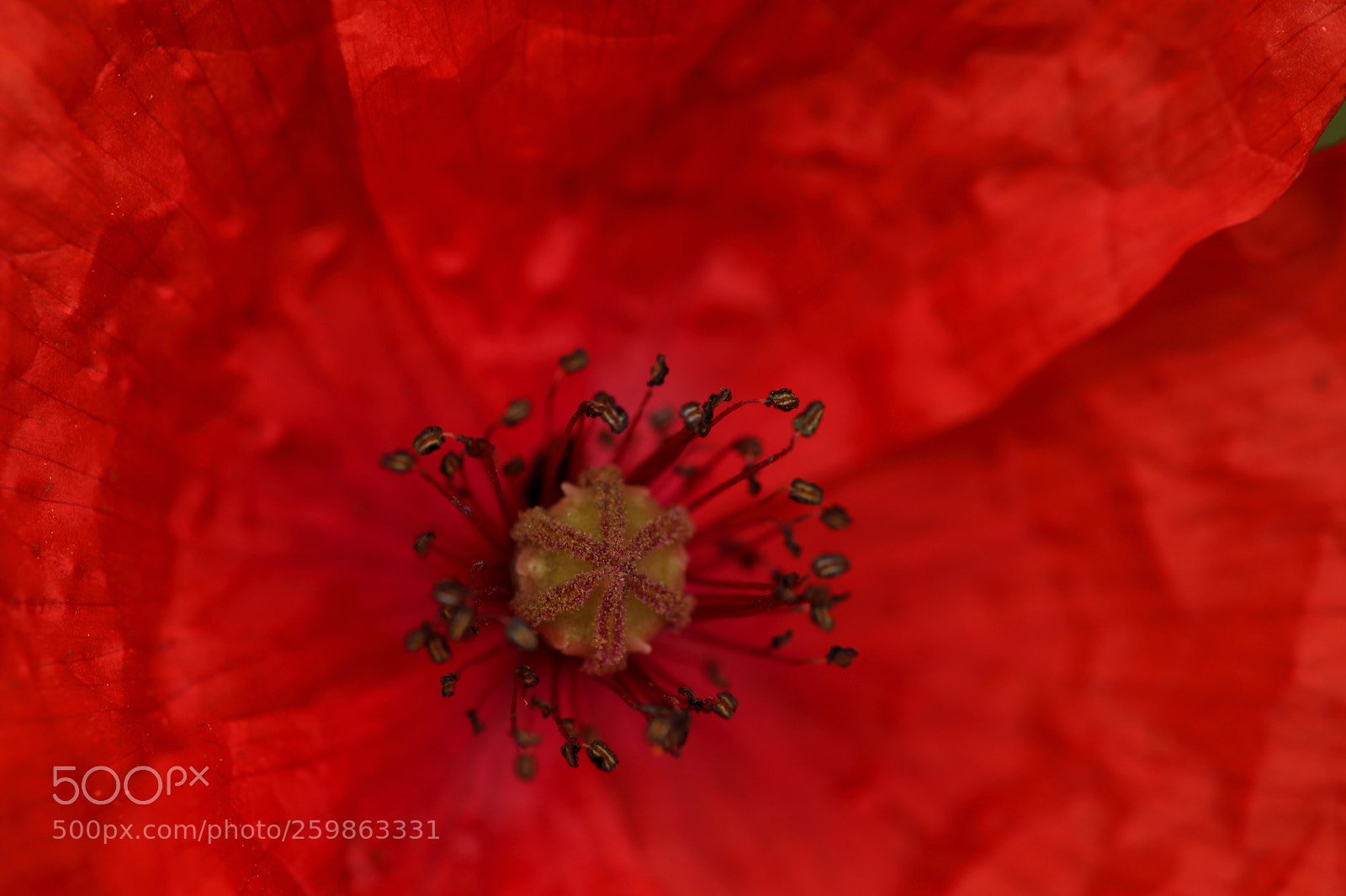 Canon EOS 77D (EOS 9000D / EOS 770D) sample photo. Crumpled heart photography