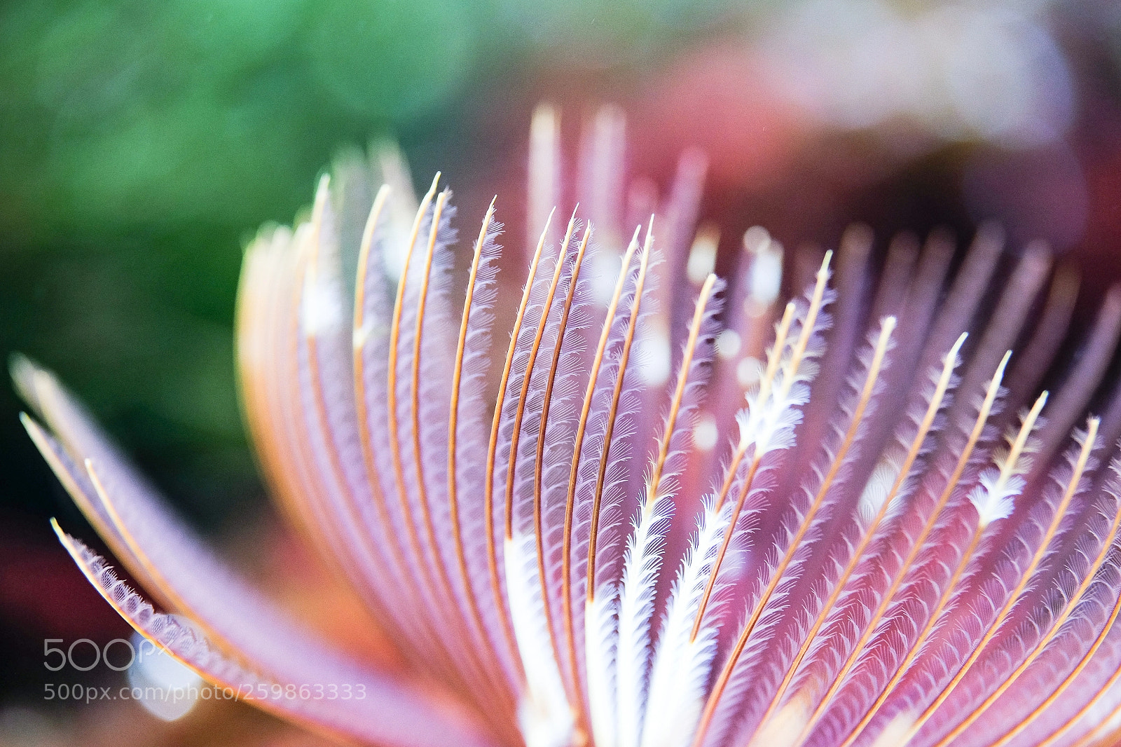 Fujifilm X-E2 sample photo. Filigree ii photography