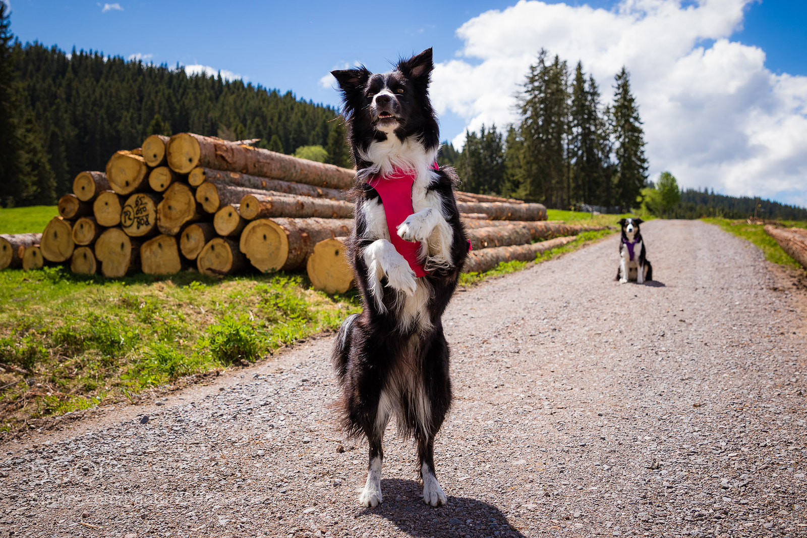 Canon EOS 7D Mark II sample photo. Trick dog fenna photography