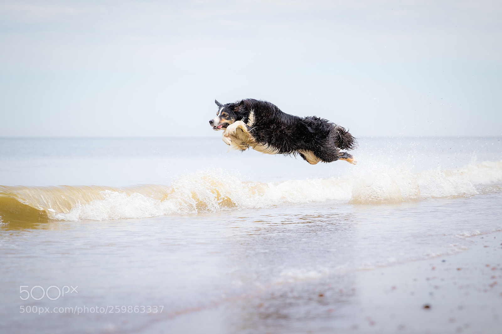 Canon EOS 7D Mark II sample photo. Flying jindi photography
