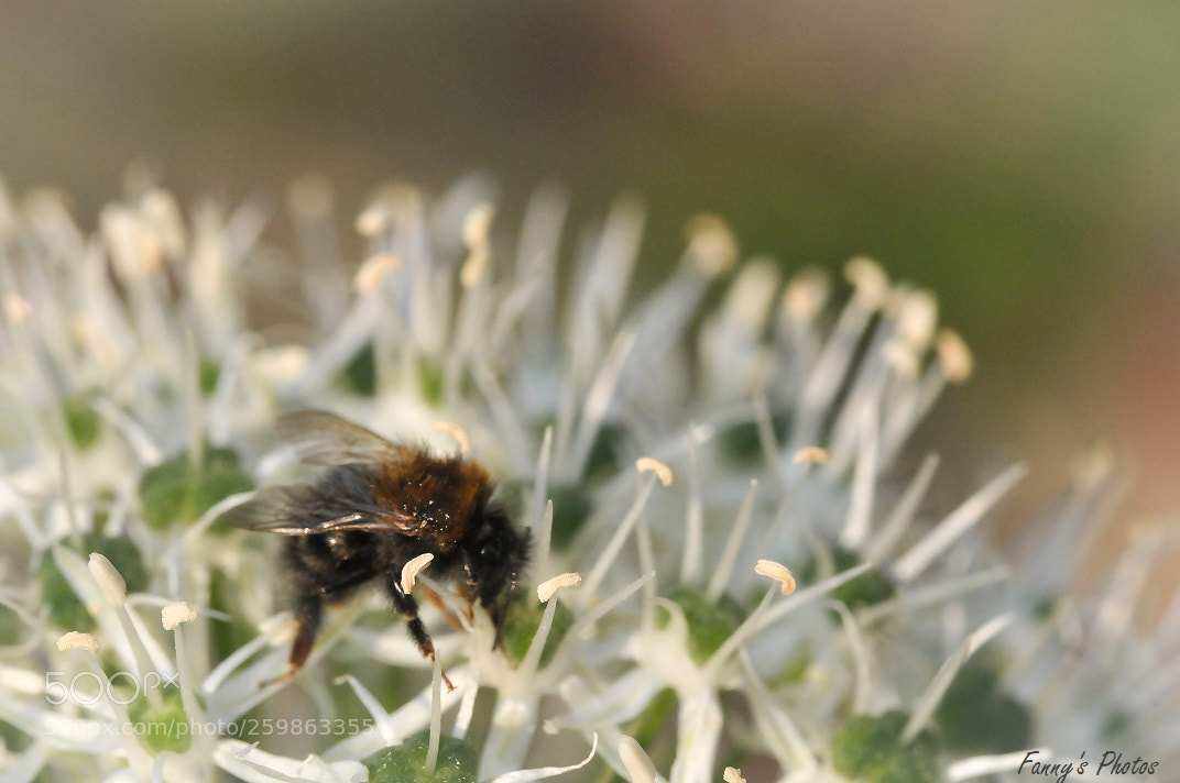 Nikon D300S sample photo. Petit bourdon. photography