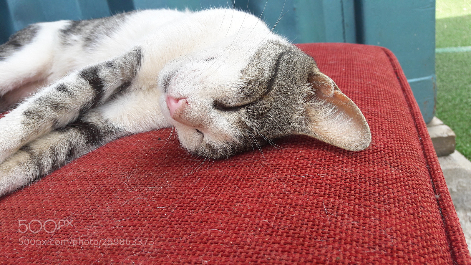 Samsung Galaxy A5(2016) sample photo. Sleeping cat photography