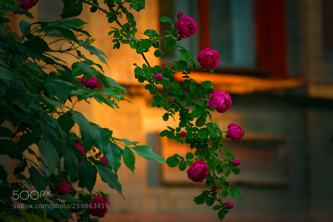 Canon EOS 7D sample photo. A branch of a photography