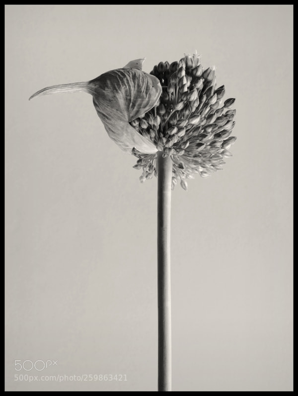 Fujifilm X-E2 sample photo. Allium ursinum floral explosion photography