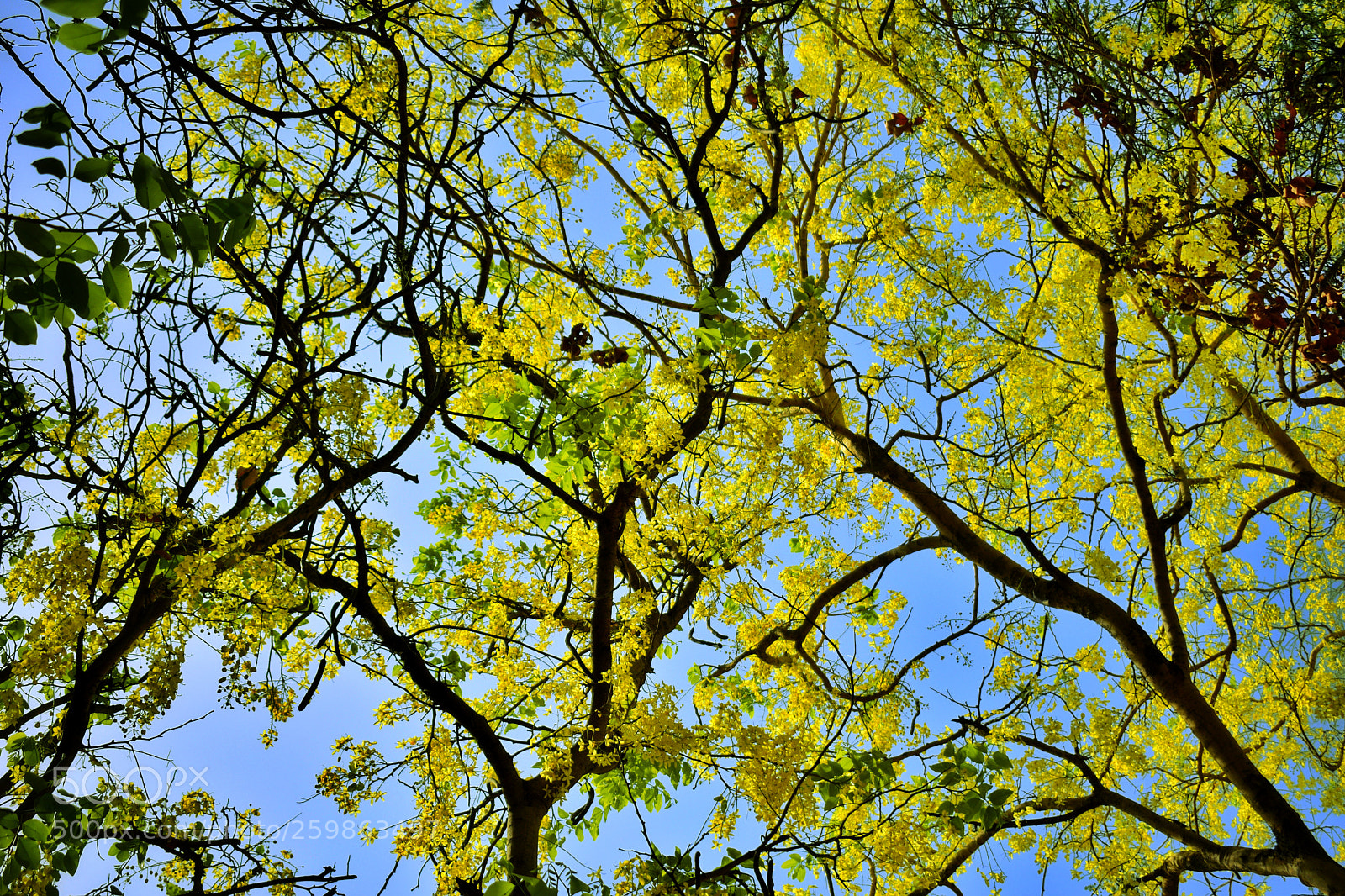 Nikon D3300 sample photo. Golden trees photography