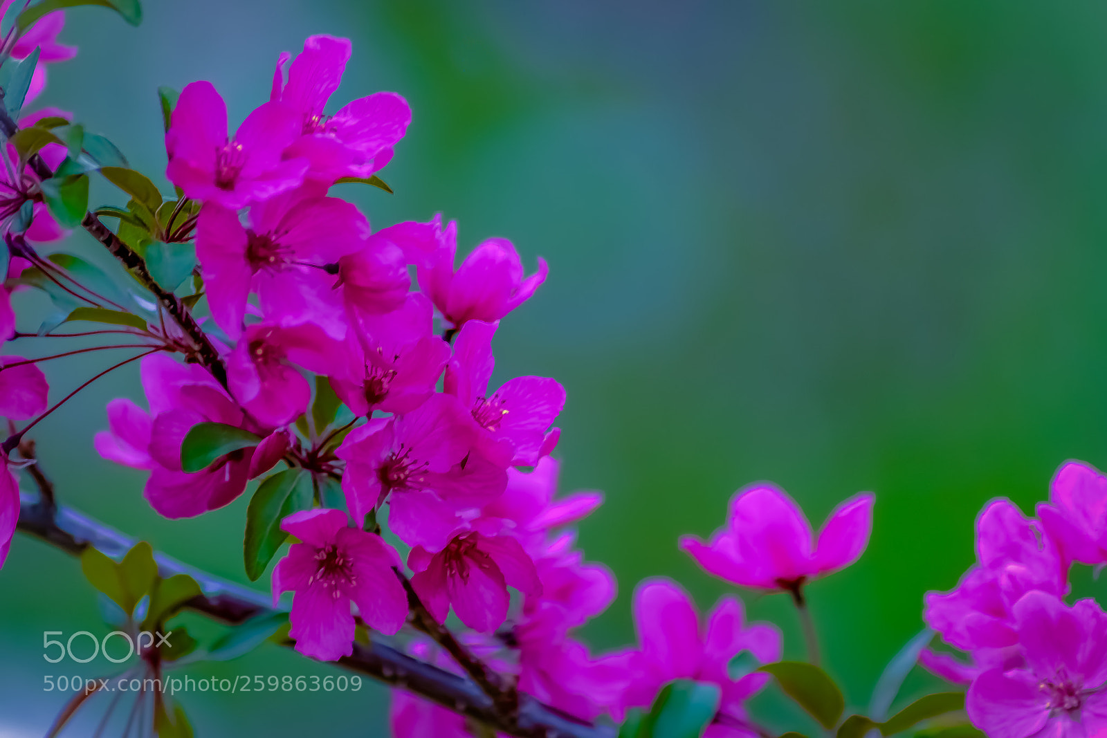 Nikon D3400 sample photo. Pink blossoms photography