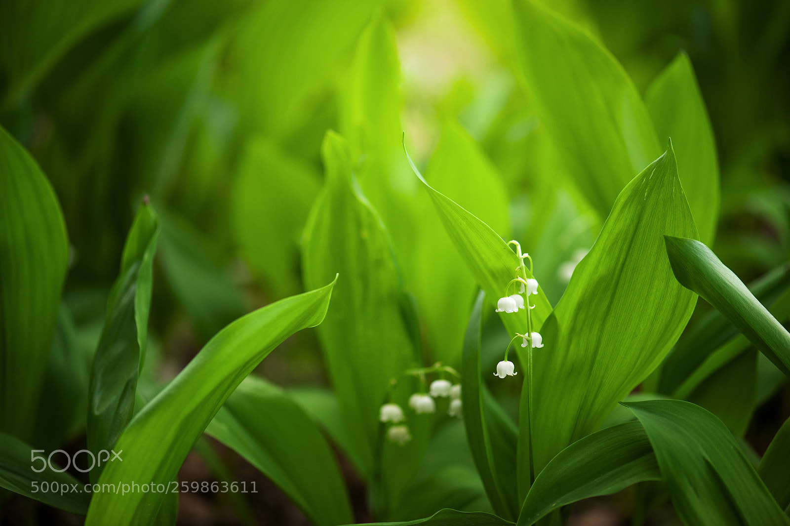 Nikon D700 sample photo. Leaves and flowers of photography