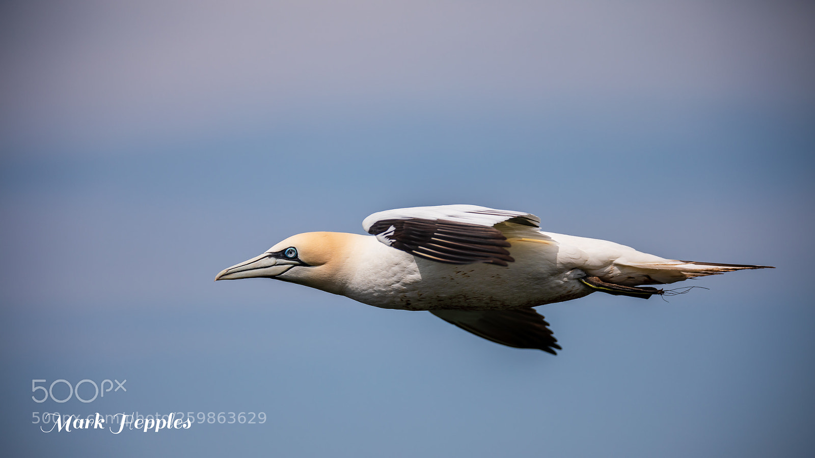 Canon EOS 5D Mark IV sample photo. Rspb bempton cliffs photography