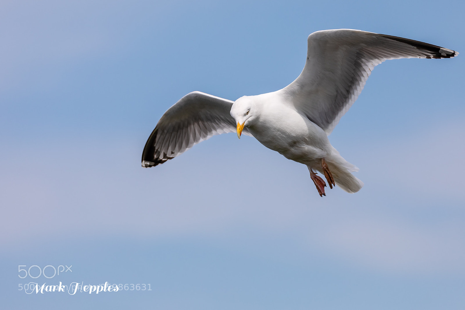 Canon EOS 5D Mark IV sample photo. Rspb bempton cliffs photography