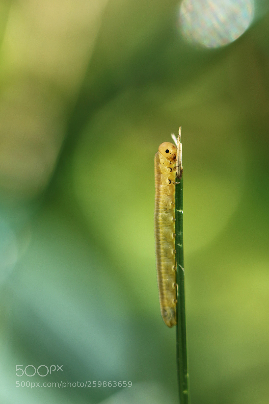 Canon EOS 70D sample photo. Untitled photography