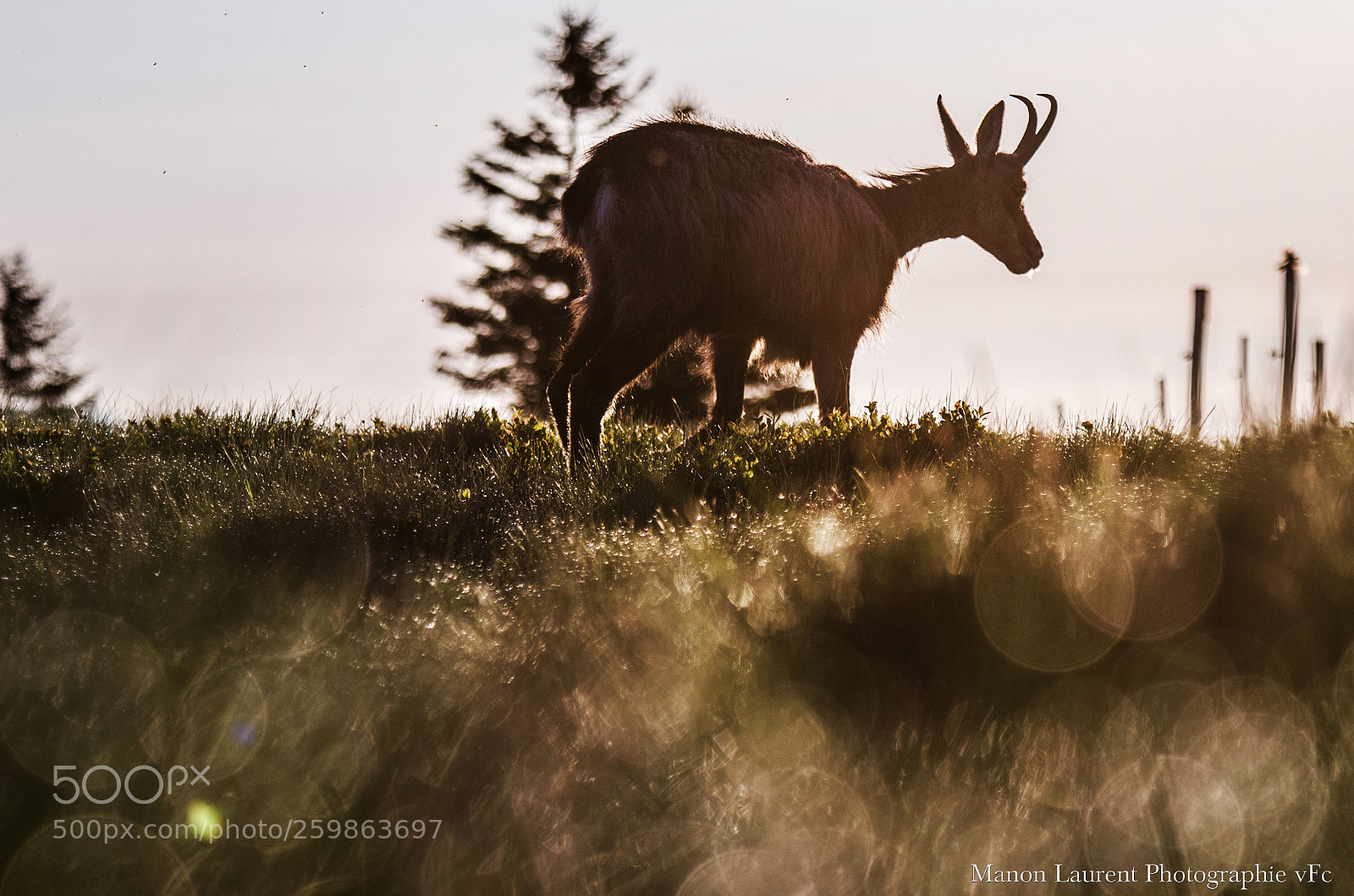 Nikon D7000 sample photo. Chamois photography