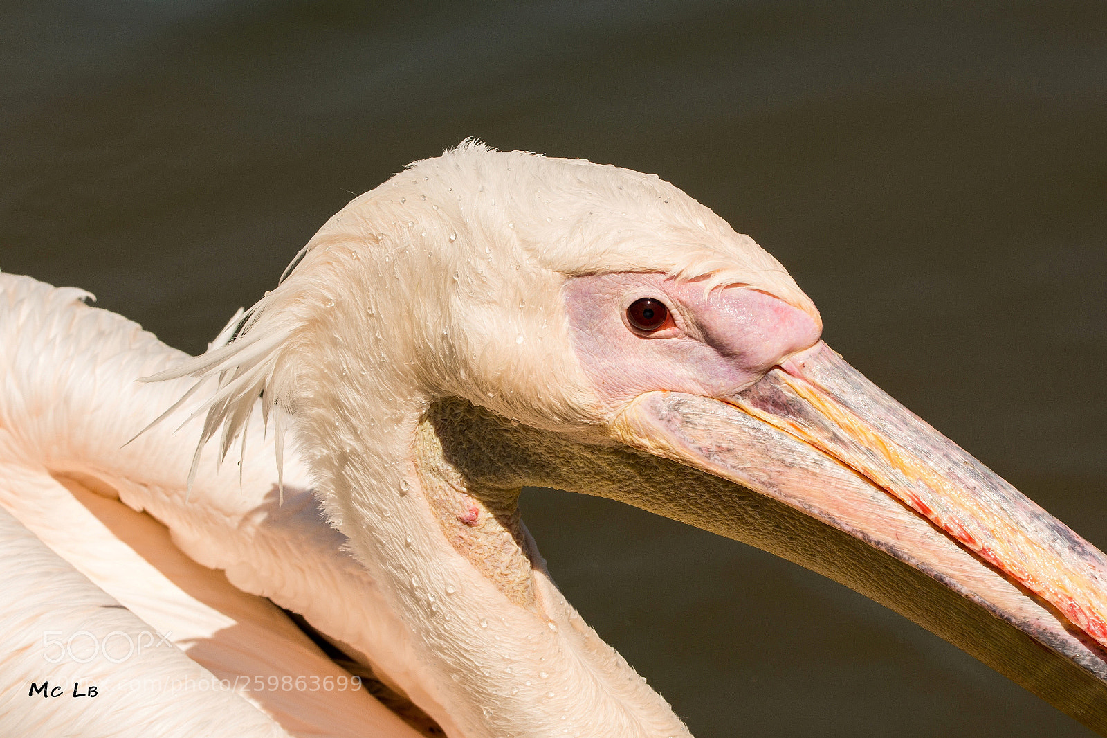 Nikon D7100 sample photo. Pelecanus rufescens- l'oeil du photography