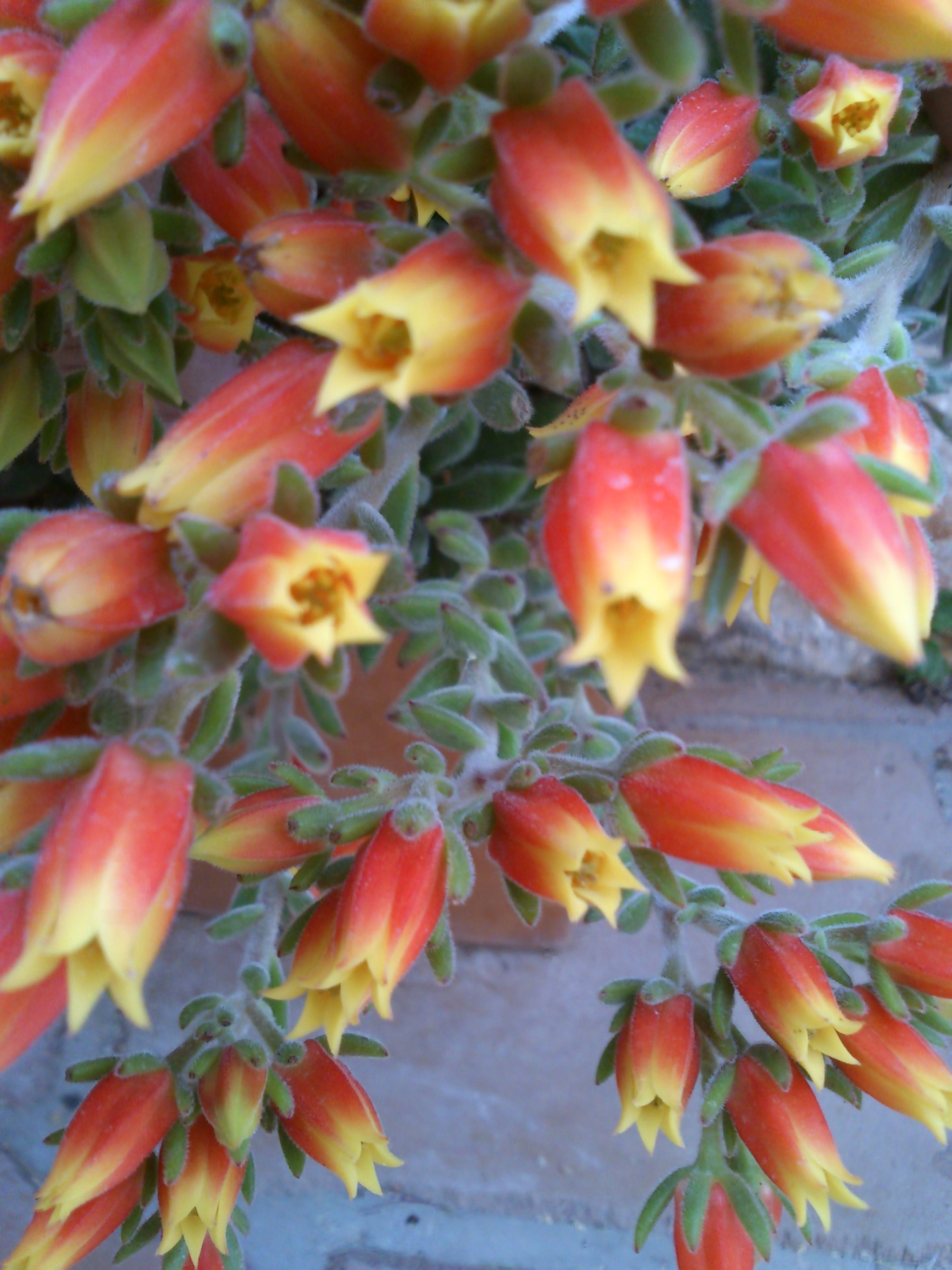 Sony Ericsson Xperia neo V sample photo. Dsc photography