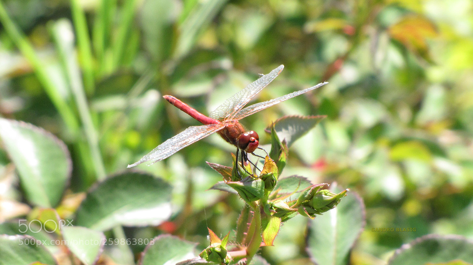 Canon PowerShot SX10 IS sample photo. Dragonfly photography