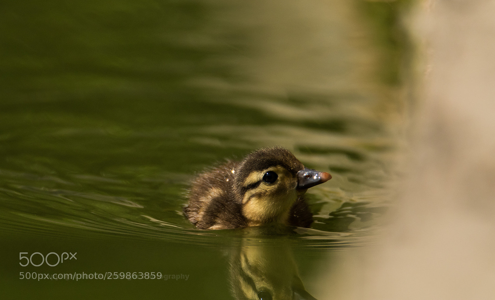 Canon EOS 7D Mark II sample photo. Mandarin duck chick aix photography