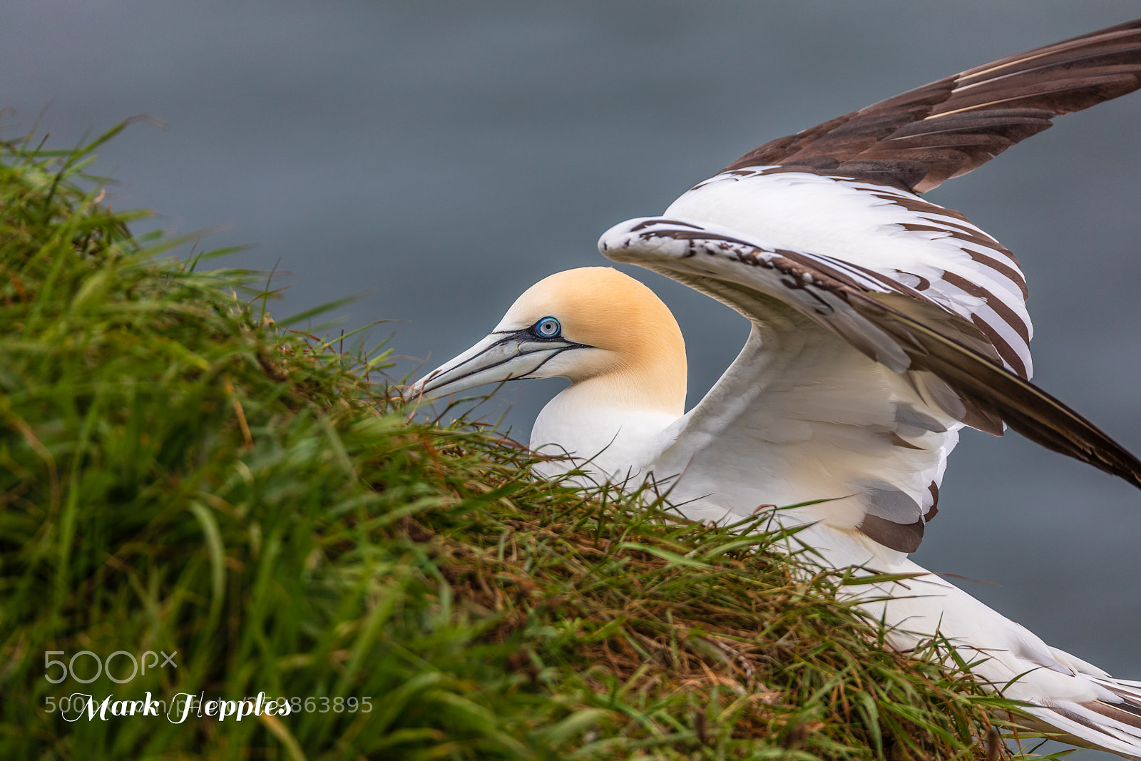 Canon EOS 5D Mark IV sample photo. Rspb bempton cliffs photography
