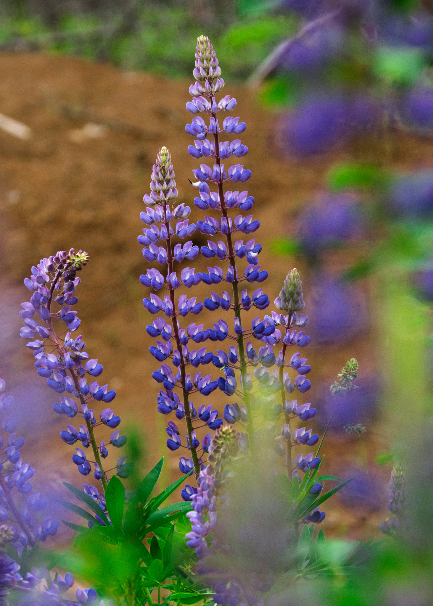 Fujifilm X-A2 sample photo. Люпины photography