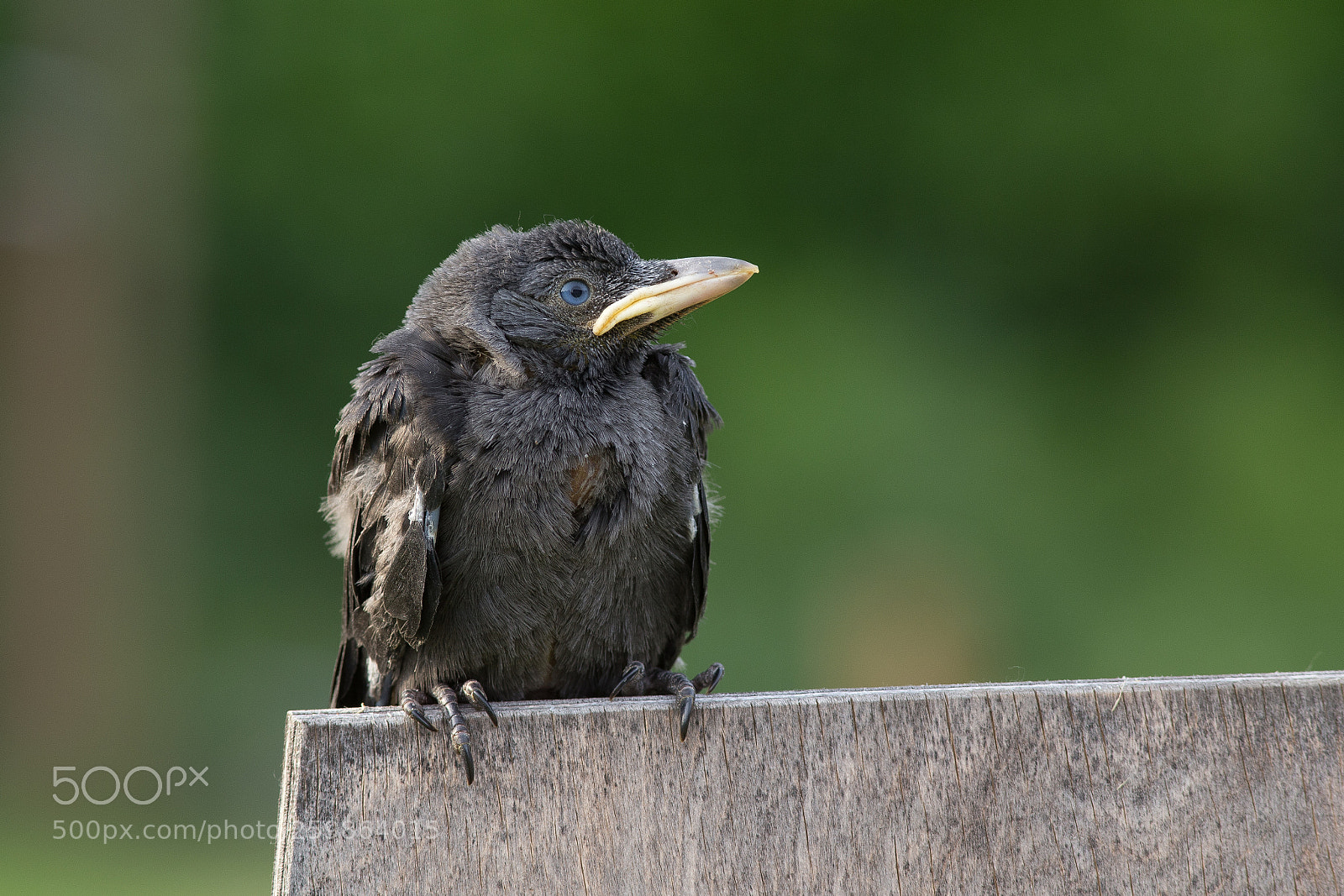 Canon EOS 6D sample photo. Jackdaw photography