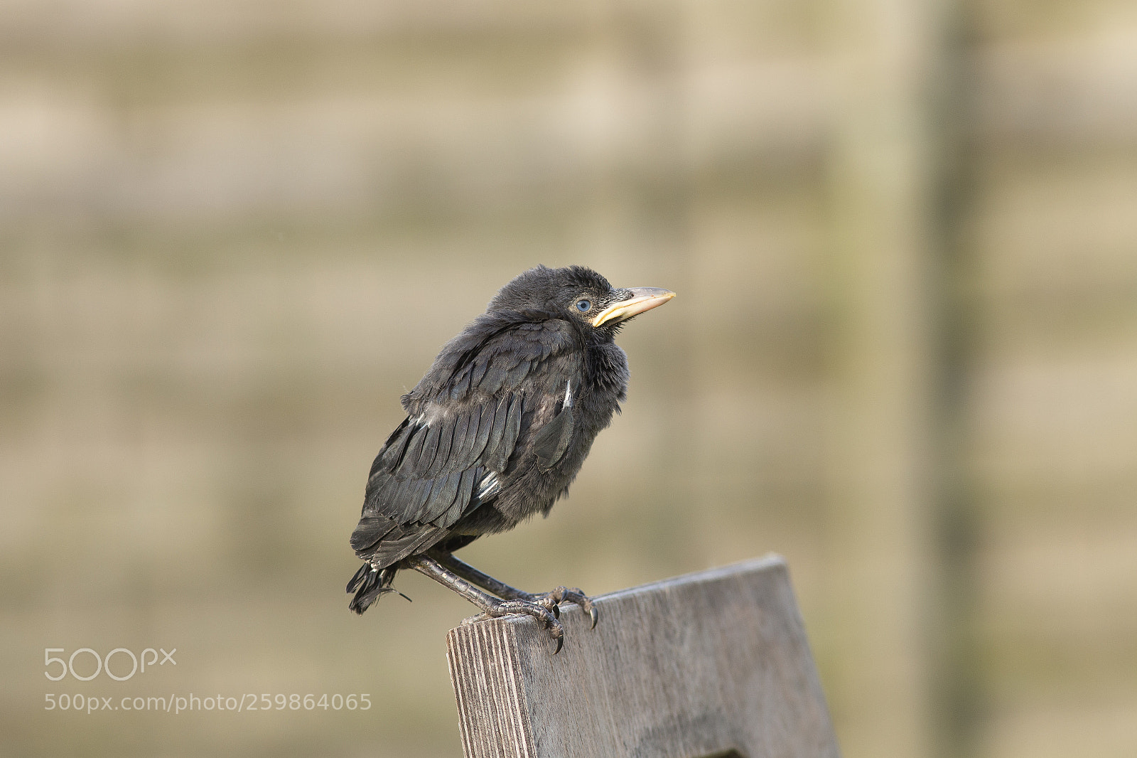 Canon EOS 6D sample photo. Jackdaw photography
