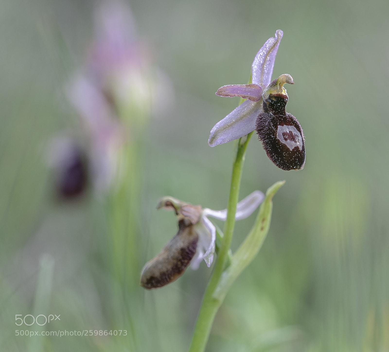 Nikon D3 sample photo. Orquideas photography