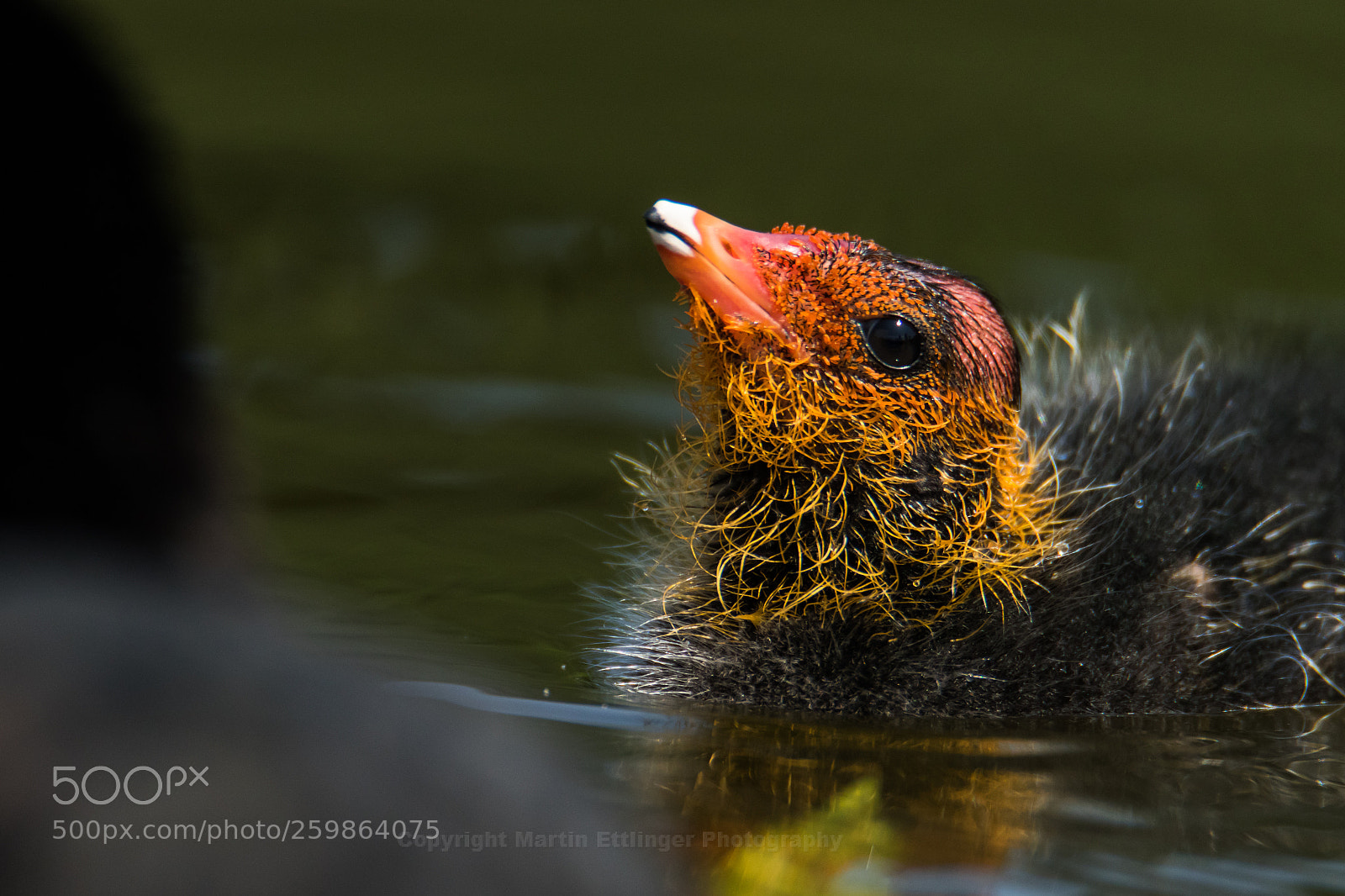 Canon EOS 7D Mark II sample photo. Black coot fulica atra photography
