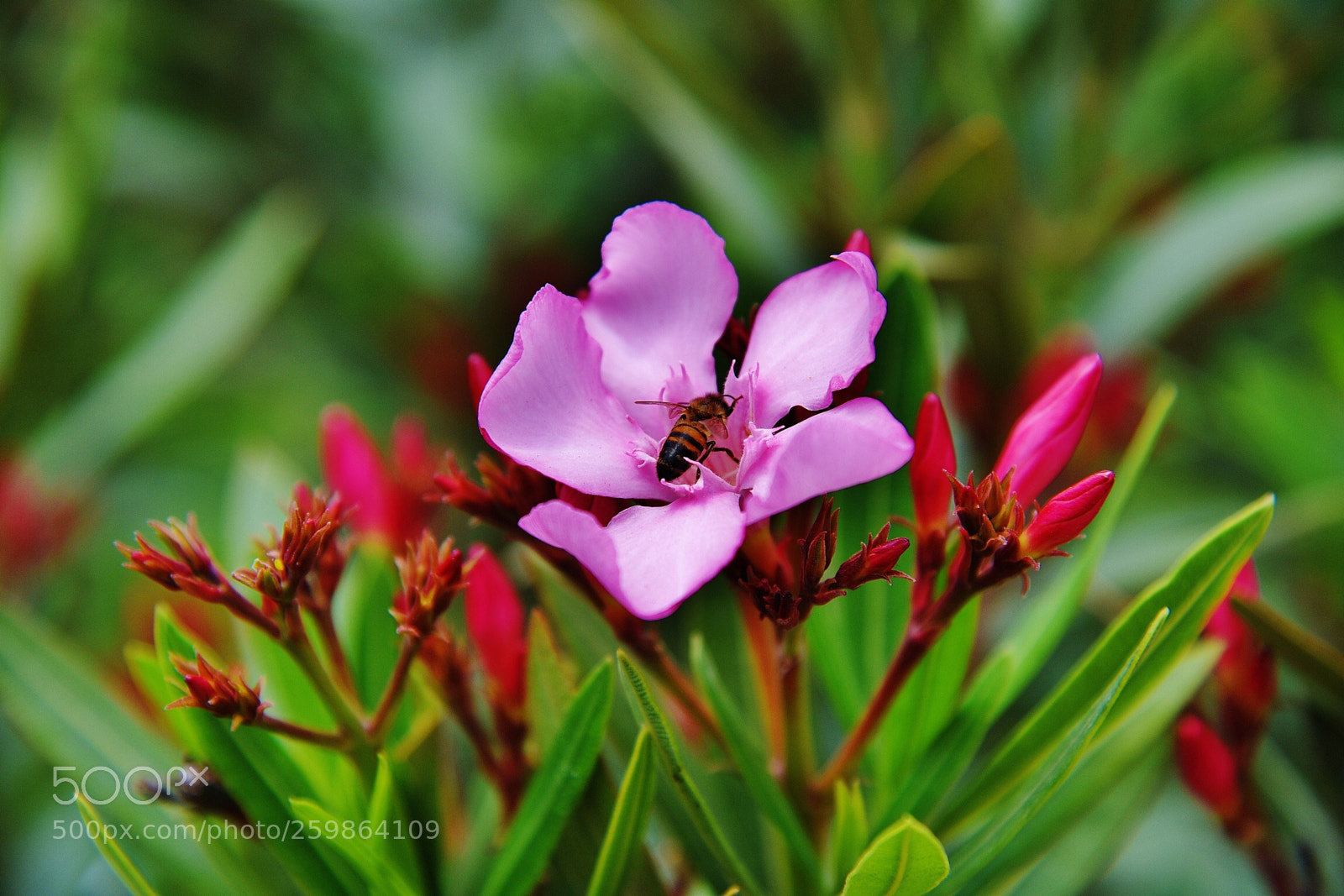 Nikon D750 sample photo. Cnr ylmz photography