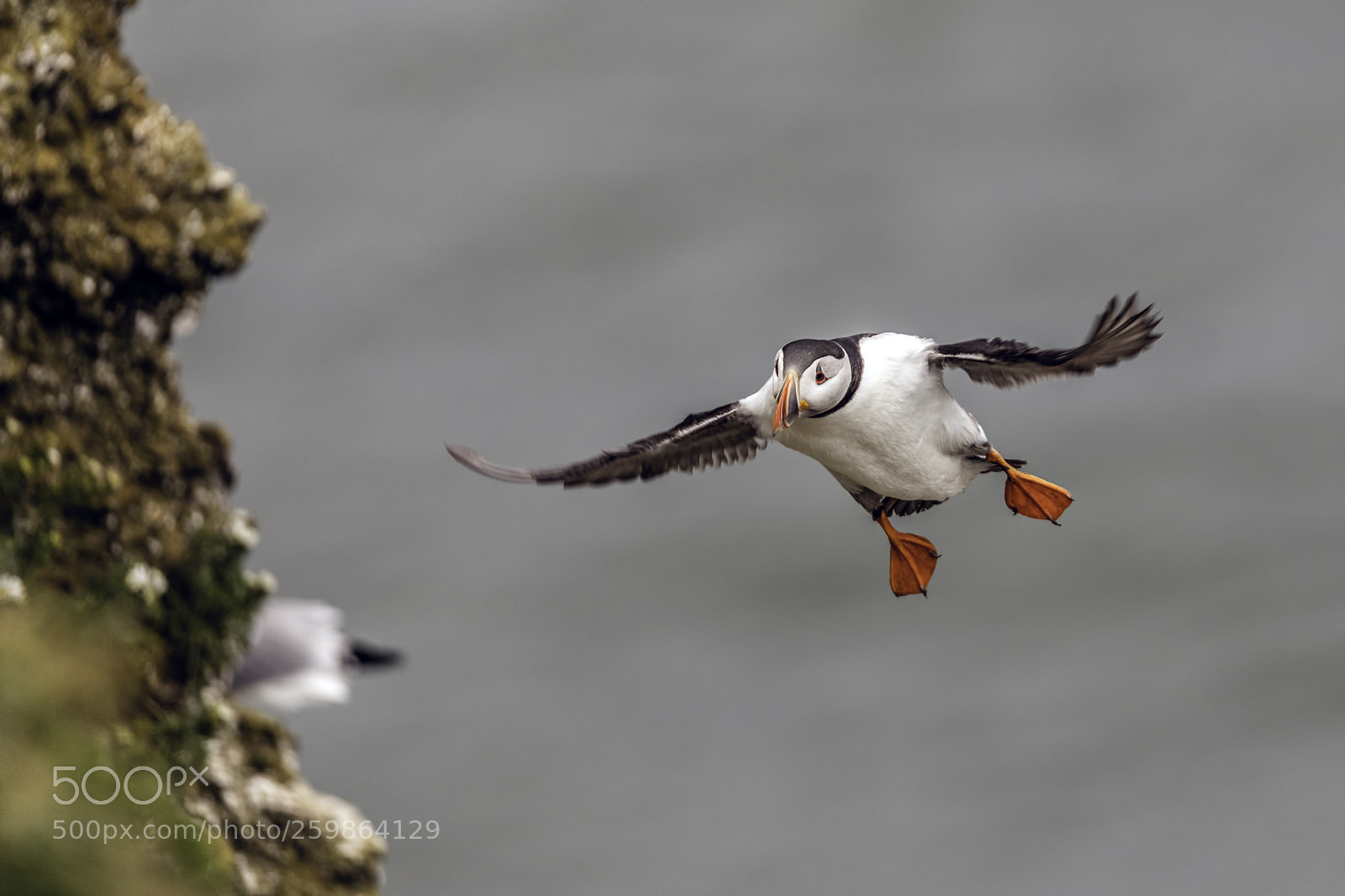 Canon EOS 5D Mark IV sample photo. Rspb bempton cliffs photography