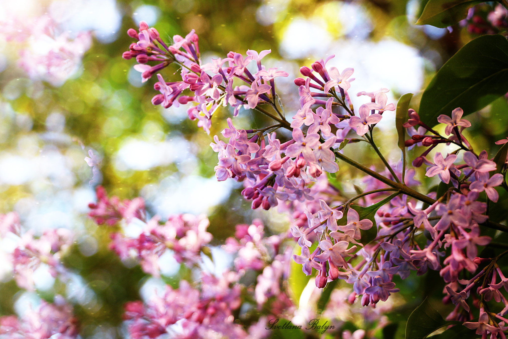 Canon EOS 750D (EOS Rebel T6i / EOS Kiss X8i) sample photo. сирень photography