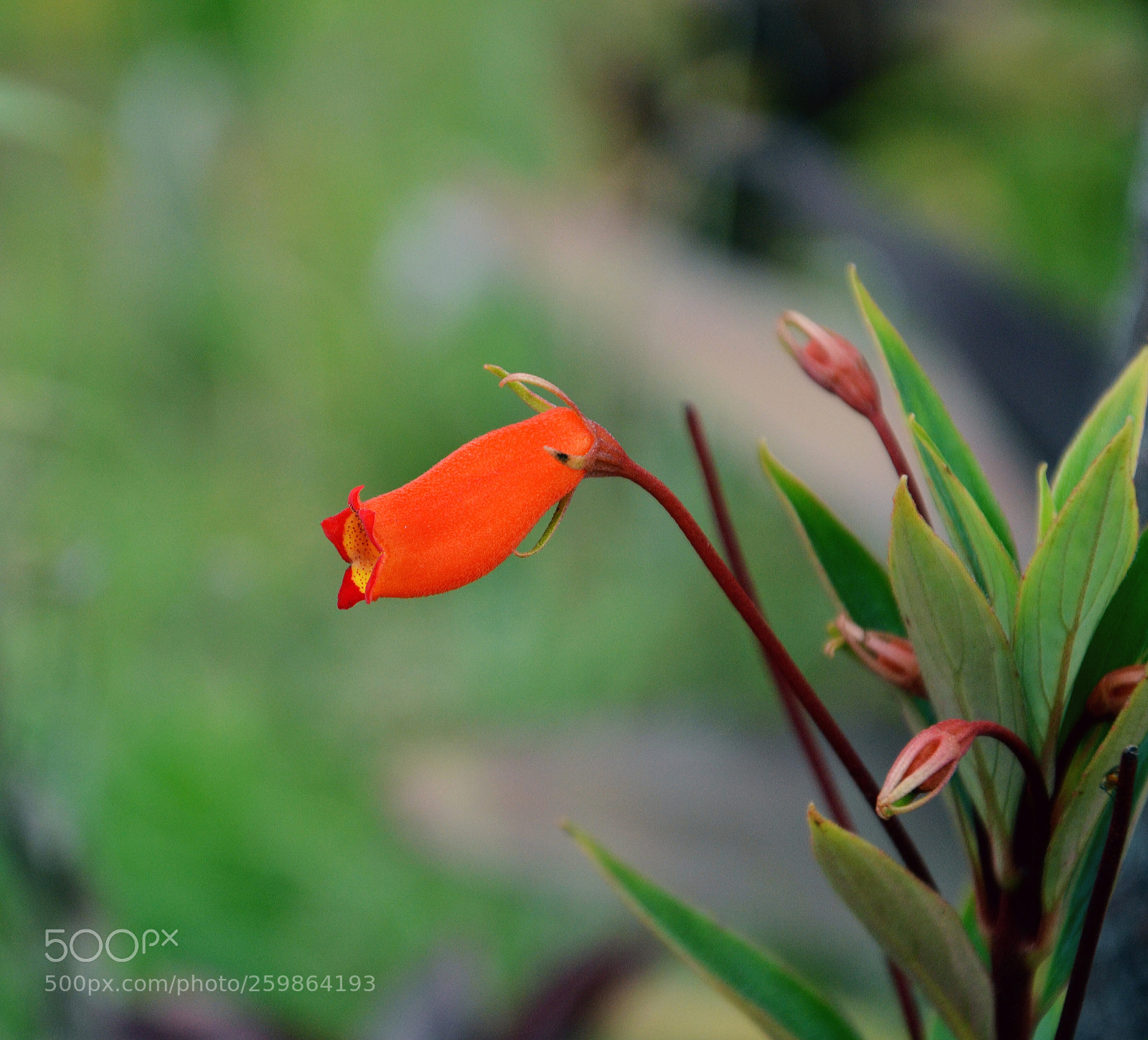 Nikon D5100 sample photo. Red flower photography