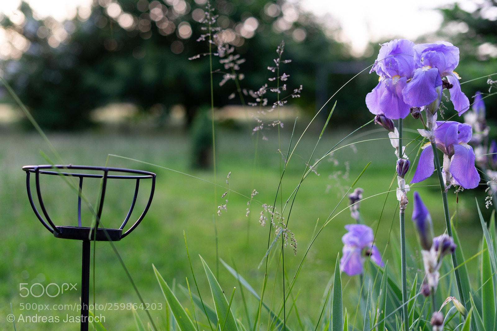 Sony a7 II sample photo. Blume im gegenlicht photography