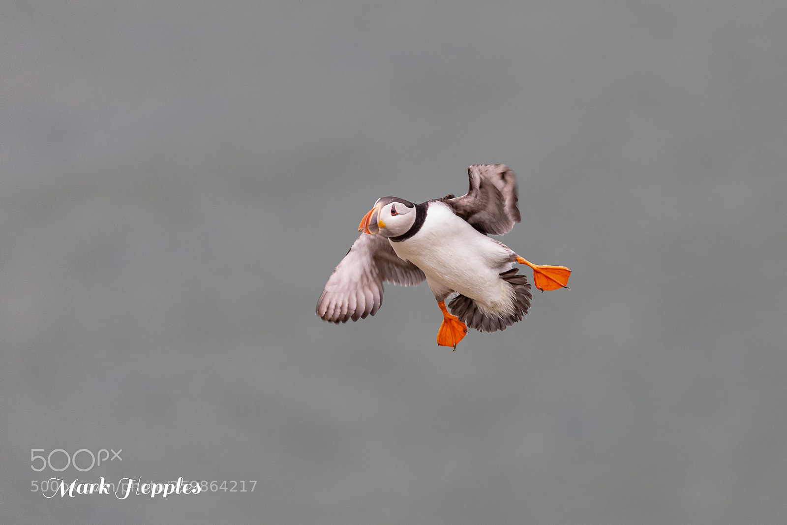 Canon EOS 5D Mark IV sample photo. Rspb bempton cliffs photography