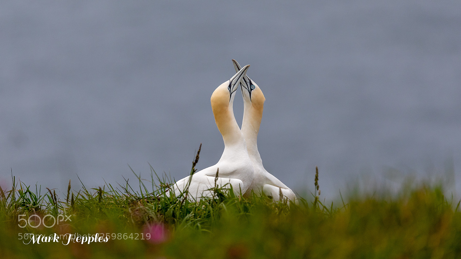 Canon EOS 5D Mark IV sample photo. Rspb bempton cliffs photography