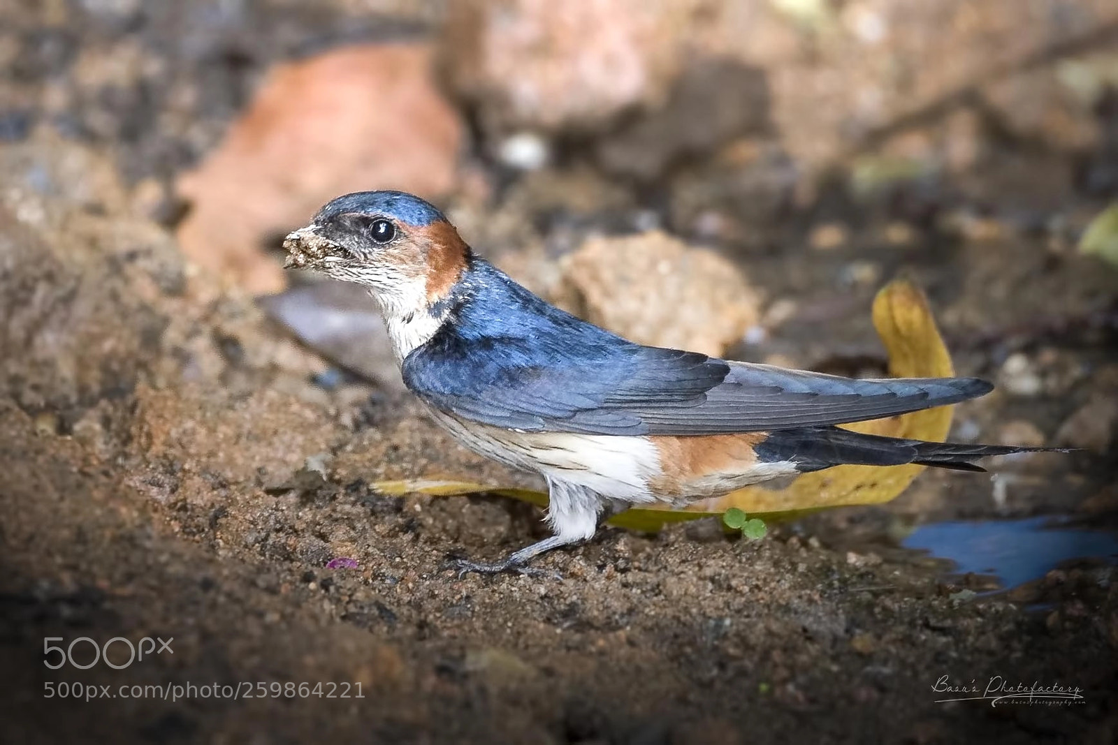 Nikon D810 sample photo. Red rumped swallow photography