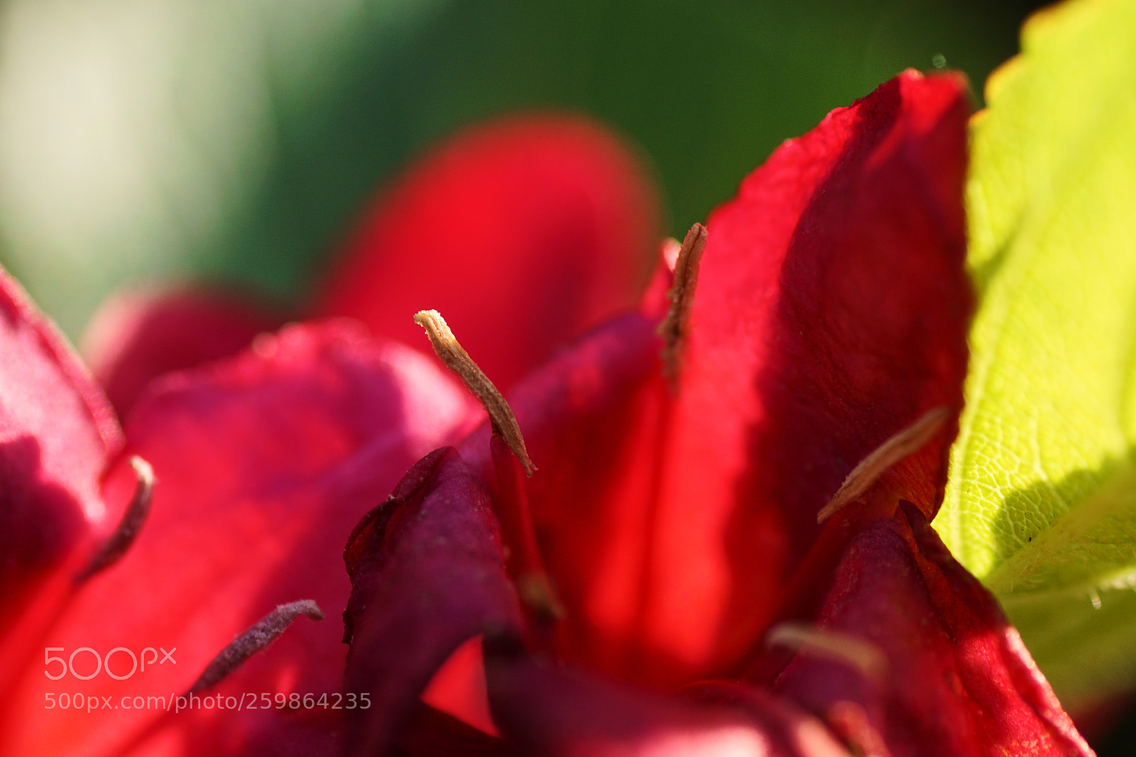 Sony ILCA-77M2 sample photo. Feeling photography