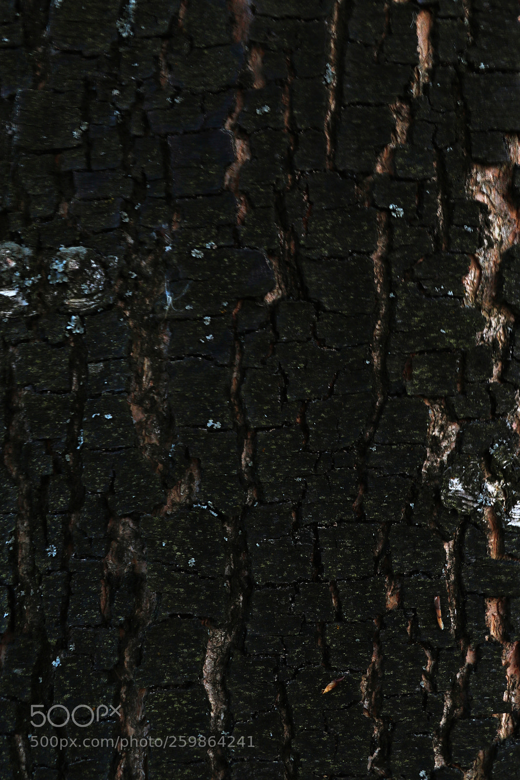 Canon EOS 750D (EOS Rebel T6i / EOS Kiss X8i) sample photo. Texture of tree bark photography